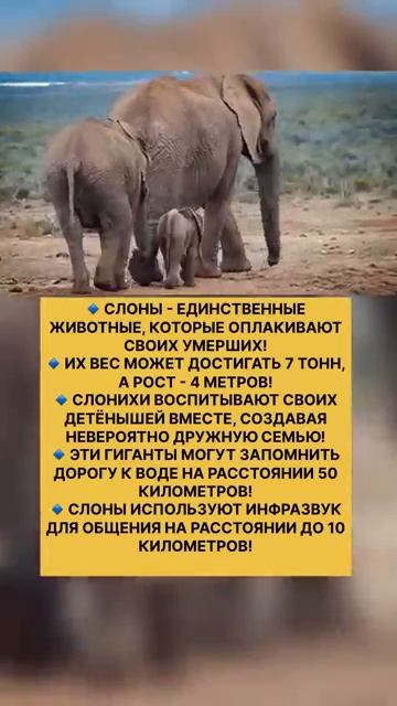 Слоны