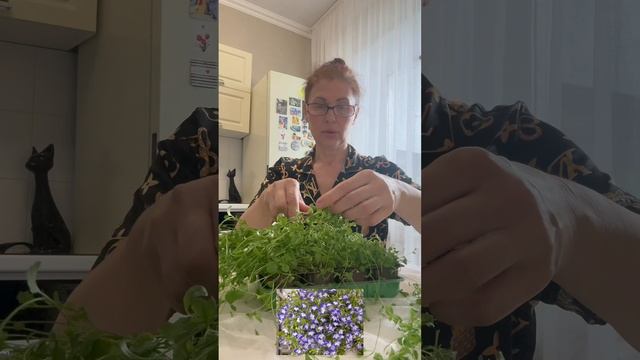 Самая простая обрезка Лобелии.