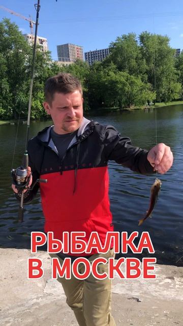 РЫБАЛКА | МОСКВА | ОКУНЬ НА СПИННИНГ 😎🎣👉#рыбалка #fishing #спиннинг #окунь #головинскиепруды