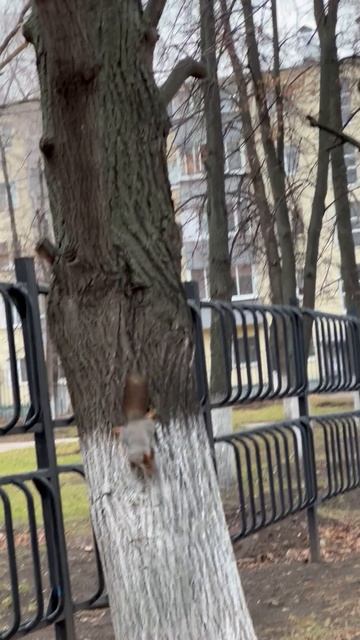 Белочка:))