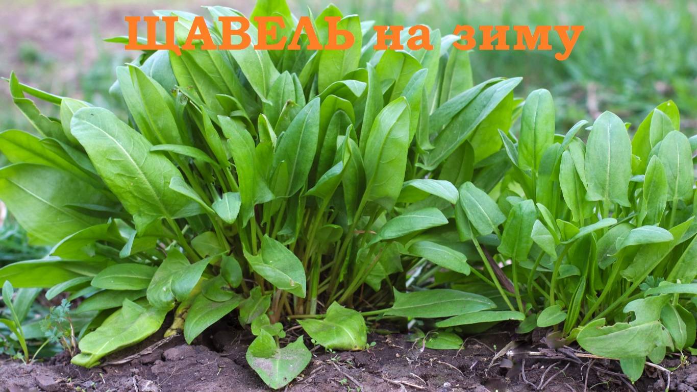 ЩАВЕЛЬ на зиму