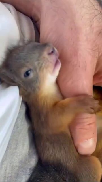 🐿️  Мужчина спас новорождённых бельчат в Балашихе