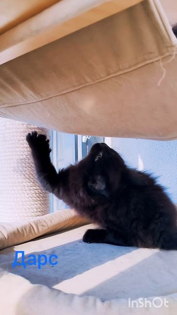 Продажа черный котик Мейн-кун