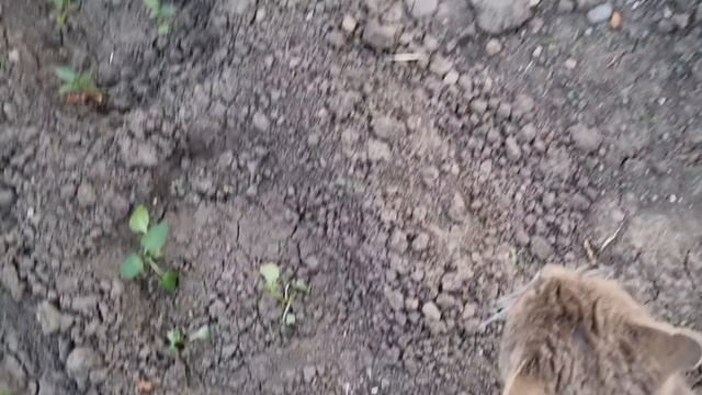 Коля обрабатывает картофель, я готовлю ужин.