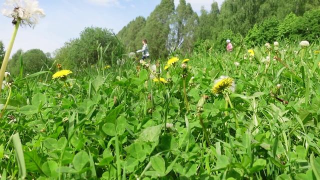 Времена года - П.И.Чайковский Июнь - прямо сегодня утром в моск. парке "Яуза"#июнь #Чайковский #лето