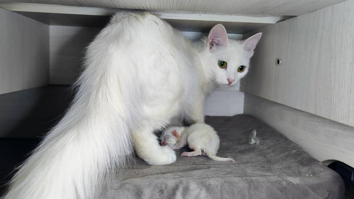 Новорожденный котенок. Четвертый день. Мама-кошка разговаривает с новорожденным котенком.