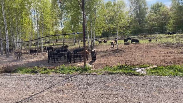 Охота на Кабана
