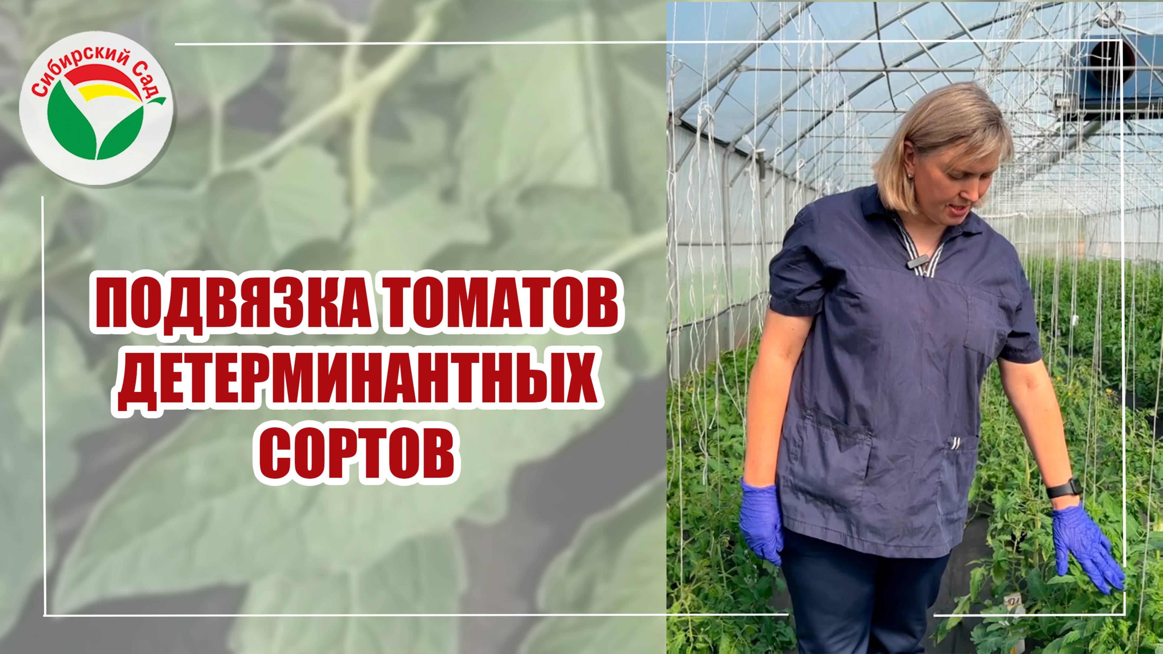 Подвязка томатов детерминантных сортов