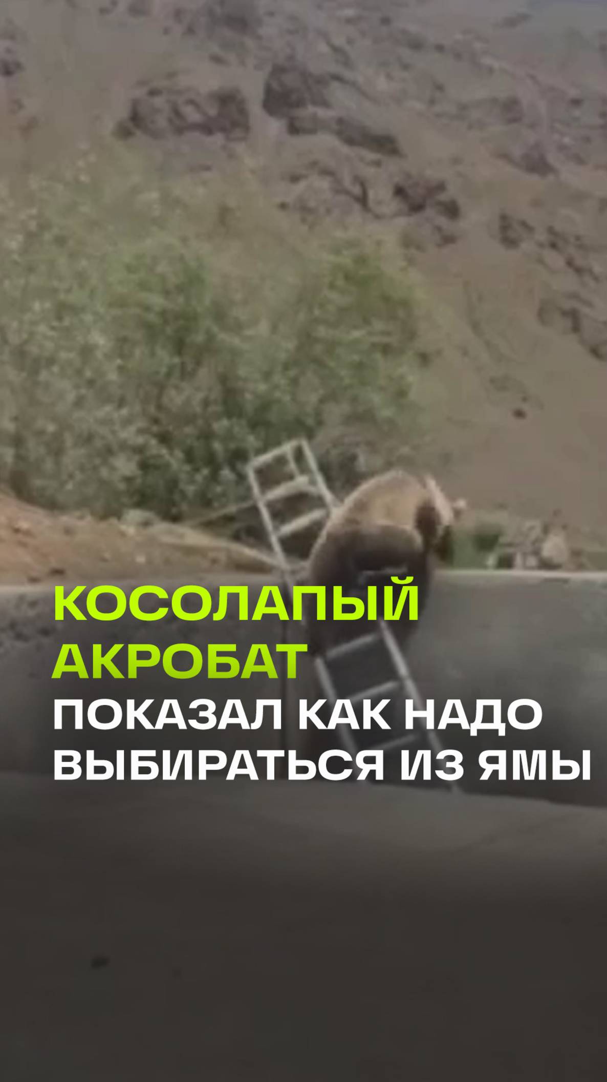 Видео: как косолапый акробат выбирался из западни