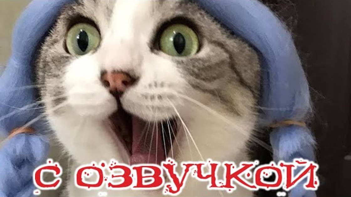 Приколы с котами! - С ОЗВУЧКОЙ! САМЫЕ СМЕШНЫЕ ЖИВОТНЫЕ! Смешные коты! До слез!