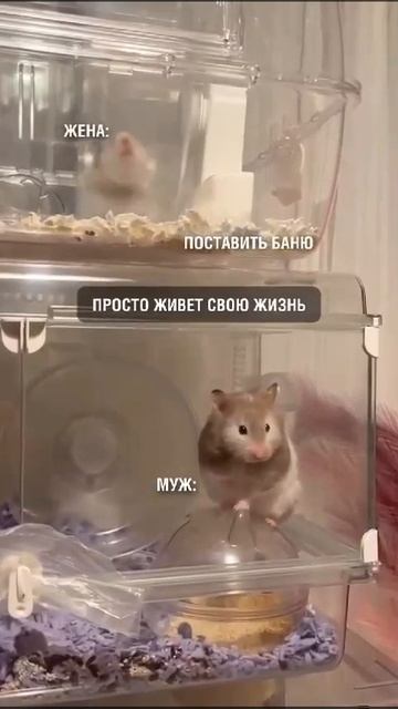 Хамячий муж в шоке