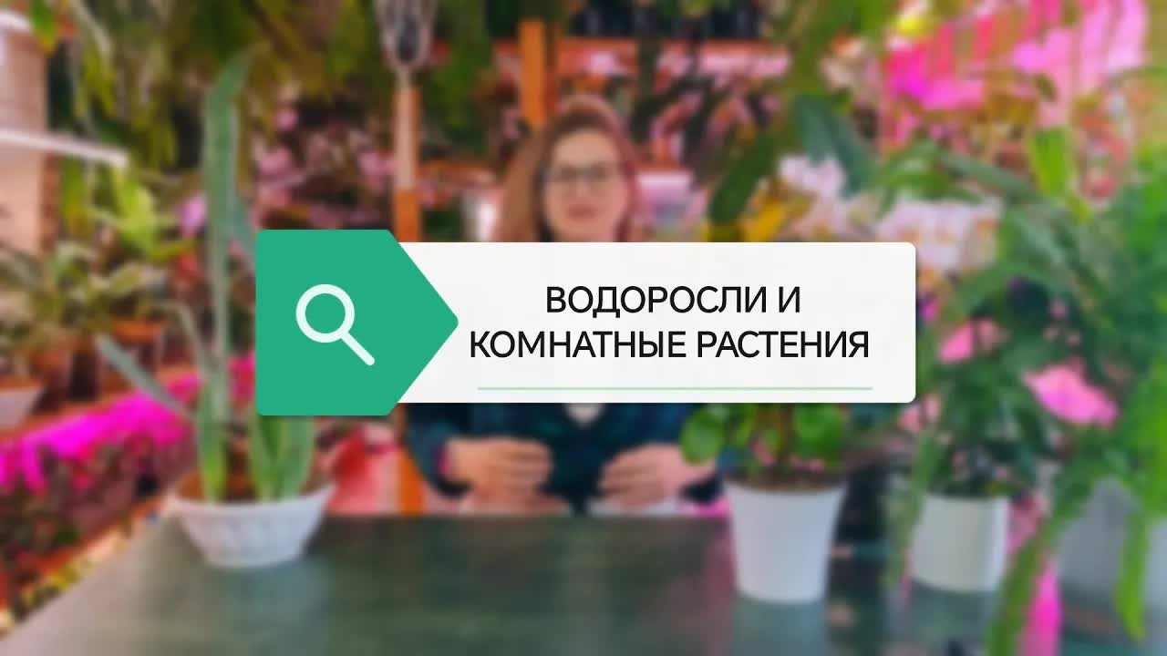 Водоросли в комнатных растениях