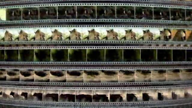 Заставка компании “VOX-Video” (2004-2009)