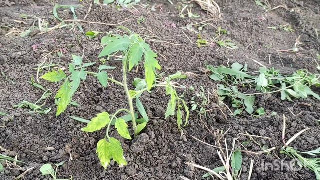 🍓Райский уголок. 2 июня 2025🍓