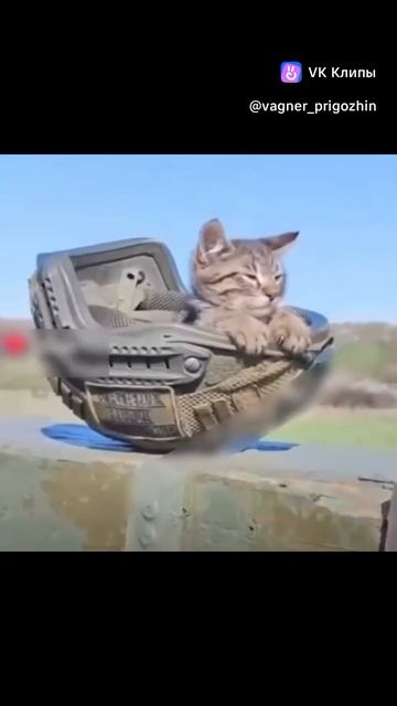 Кот на стрельбах