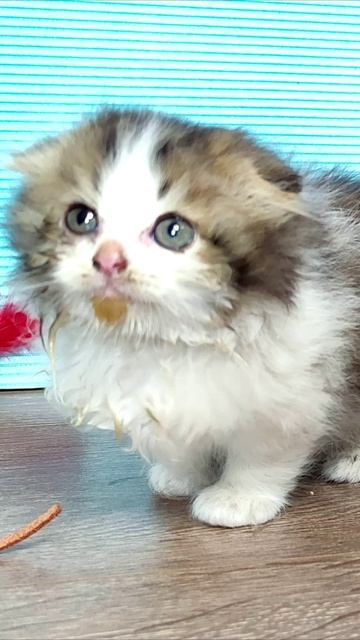 У маленького котенка грязная мордочка после еды. #шорты