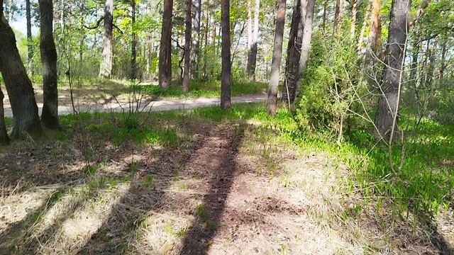 прогулка по лесу, Мещёра