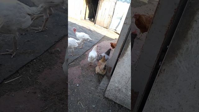 пранк 3/5 в пользу индюкам😹😹😹