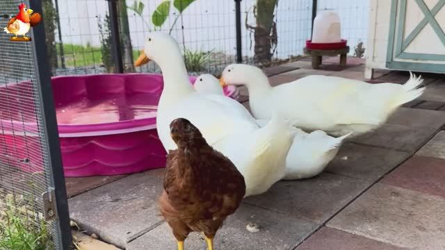 Забавные утки мускусные и пекинские на свободном выгуле ч.(47) ❣️🤗😂