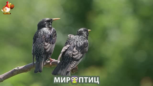 Мир птиц – красота и грация пернатых созданий Природы 🦩🦚🦜 Выпуск (176) 🦉🐦🐤