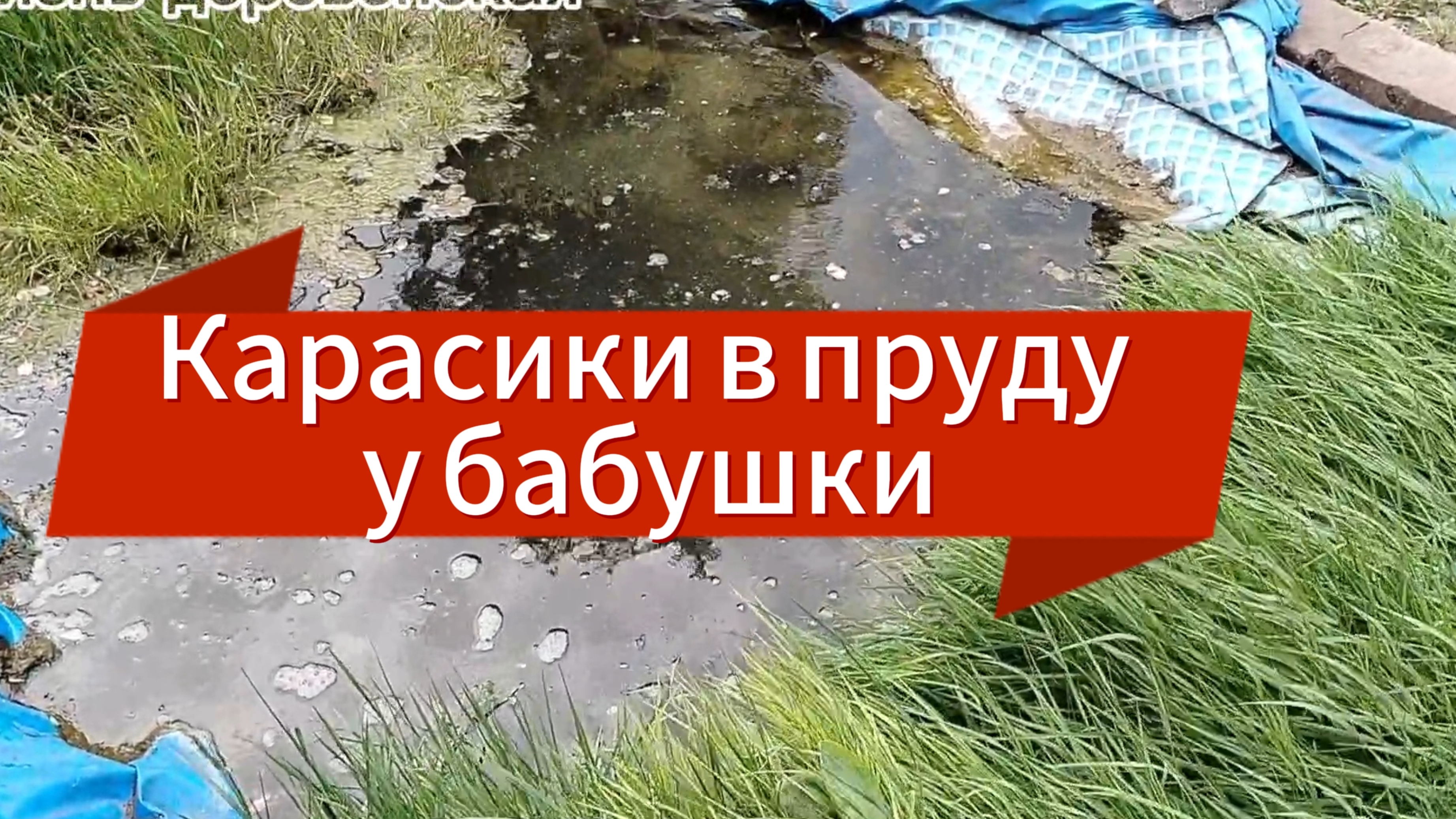 Карасики в пруду у бабушки.