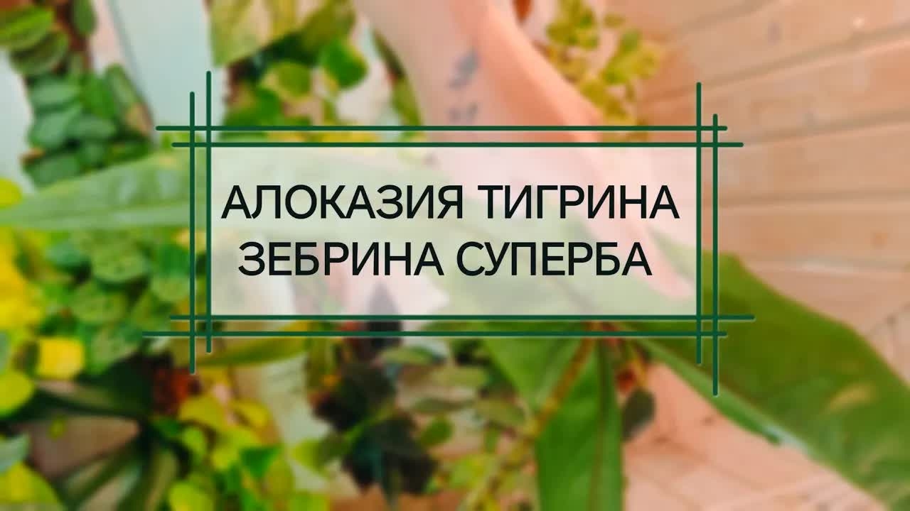 Алоказия тигрина зебрина суперба
