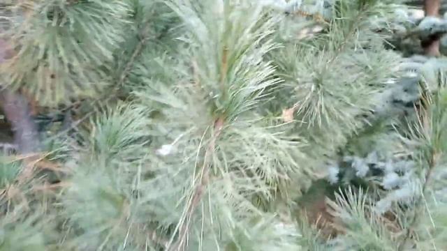 Как посеять КЕДРОВЫЙ ОРЕХ в открытый грунт САДИМ ТОЛЬКО ТАК более 15 лет!