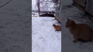 VID_20241213_154404.mp4