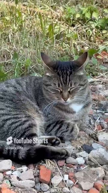 Всем хорошего солнечного денечка  🐈  ☀️ 🌳😊👌👋