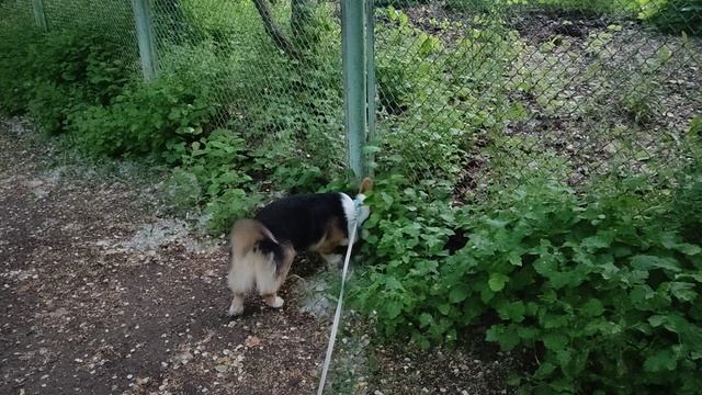 Так красиво на улице птички поют, всё цветёт, давай домой не пойдём мам?