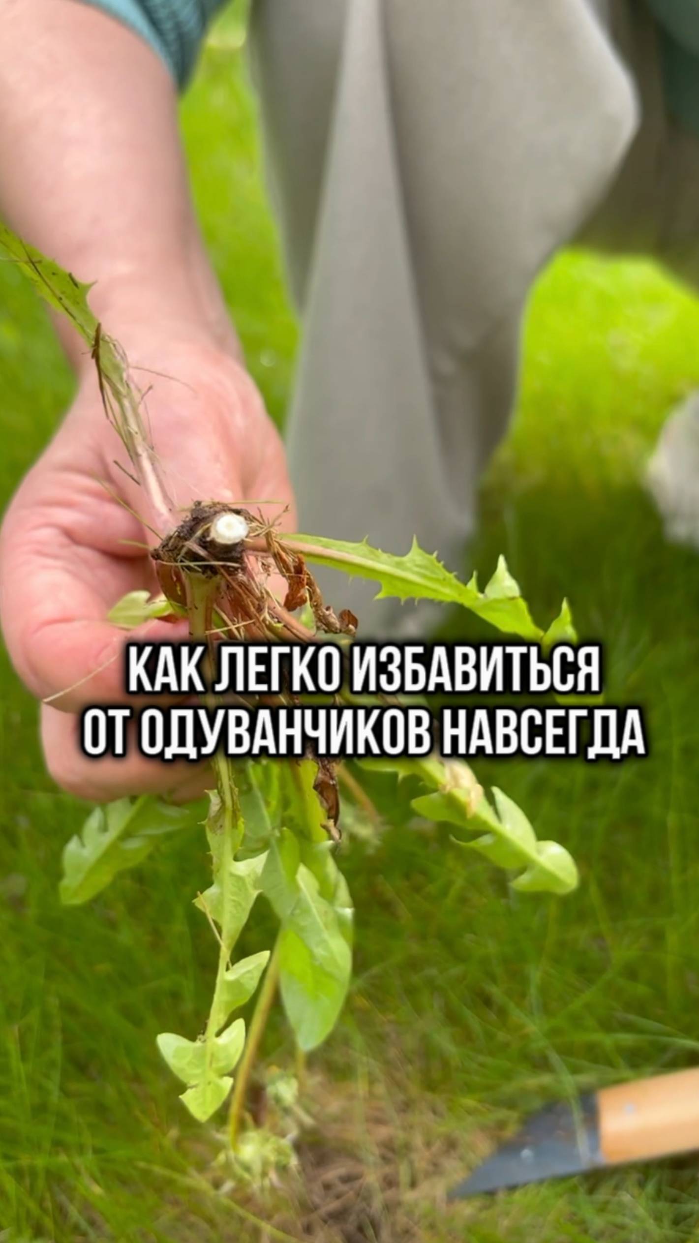 Как легко избавиться от одуванчиков