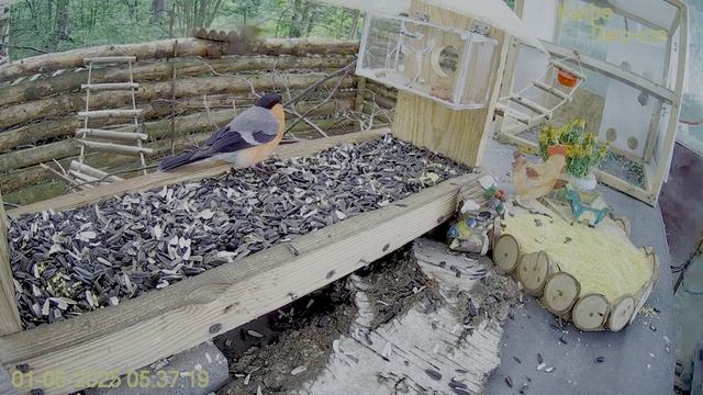 Жадный снегирь не дает зеленушка покушать