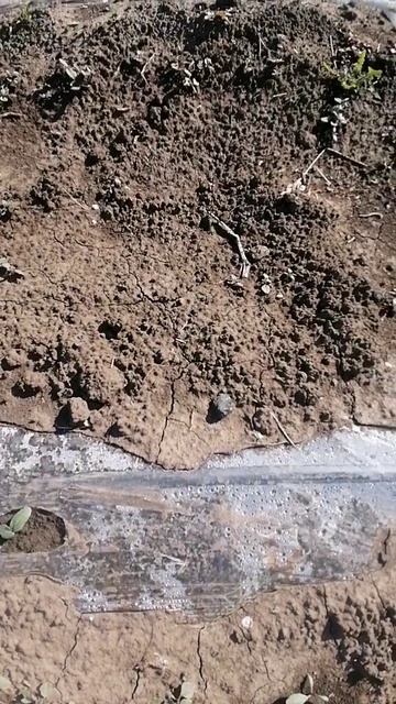 КАК СЕБЯ ВЕДУТ ОГУРЦЫ ПОД ПЛЕНКОЙ