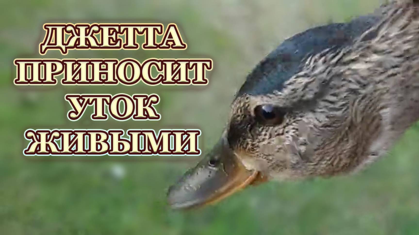 Джетта приносит мне диких уток живыми.