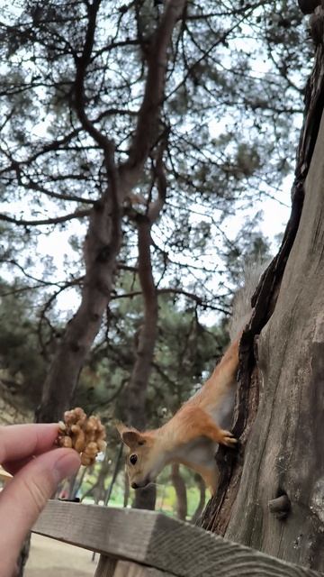 Белки в Анапе, Ореховая роща