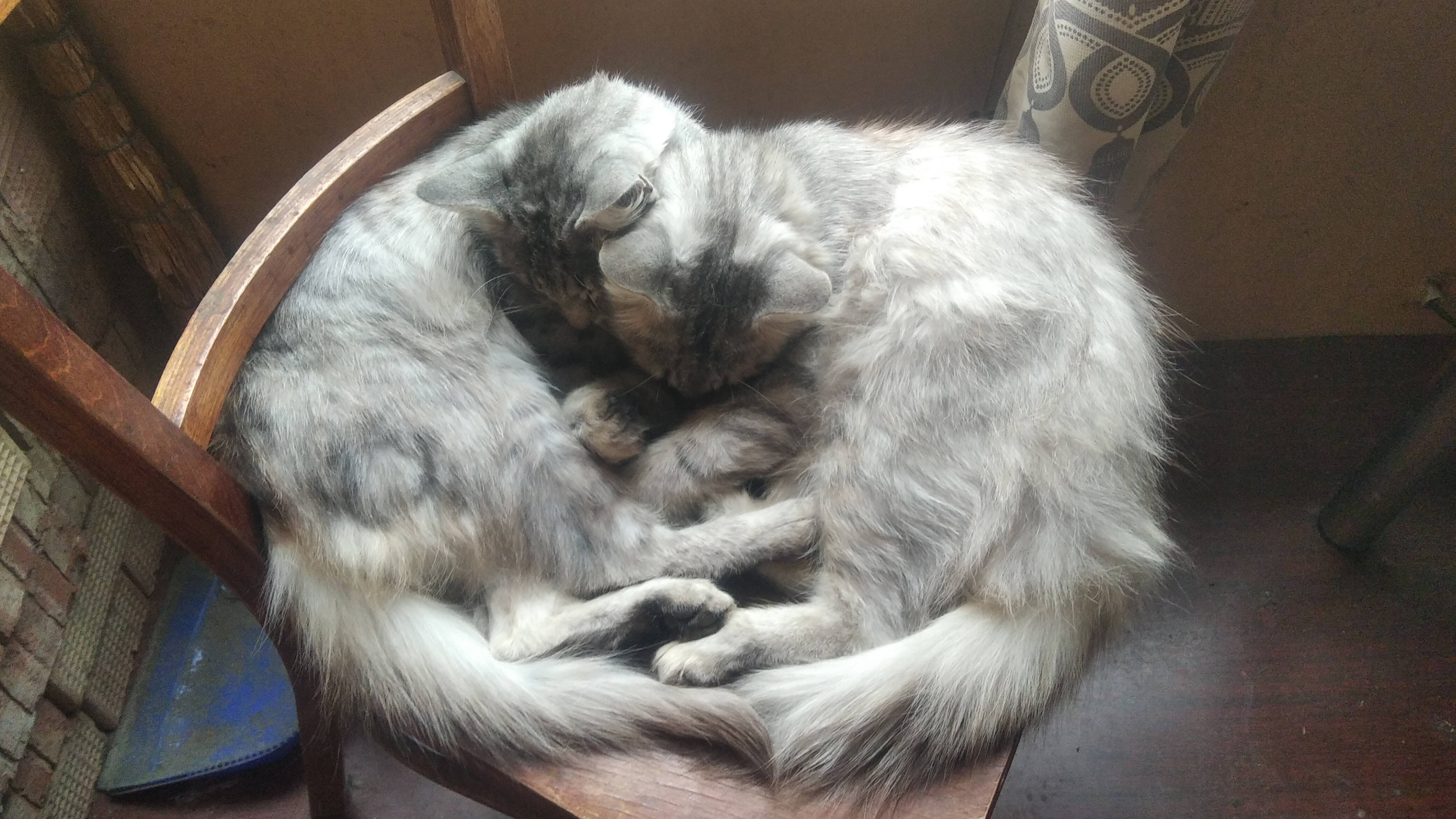 Я Кот Кошка Кот Кошка!