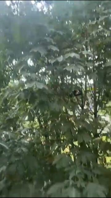 Видео с окна