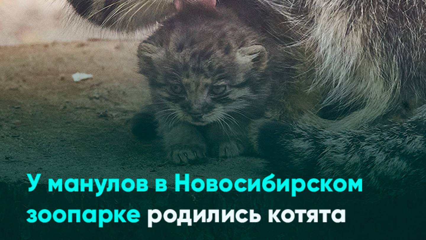 У манулов в Новосибирском зоопарке родились котята