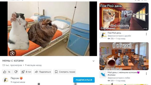 мемыс котами мой день 3