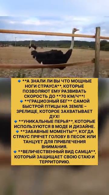 Страус