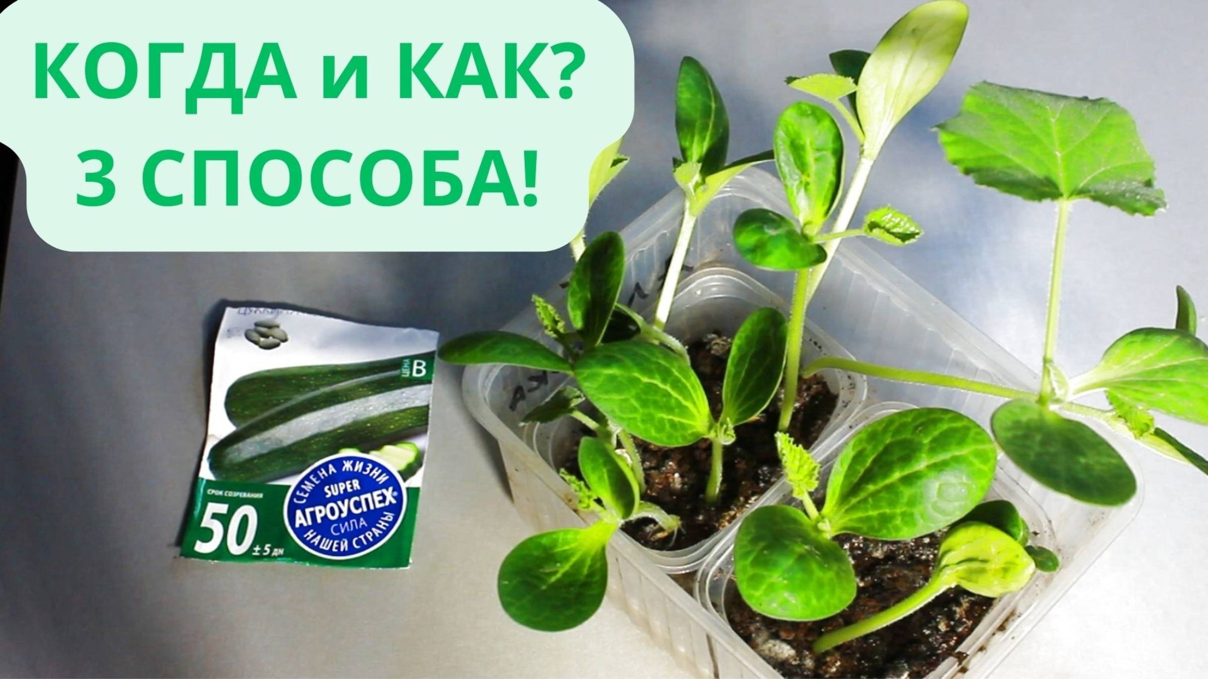 🌱 Как вырастить кабачки на рассаду: пошаговое руководство