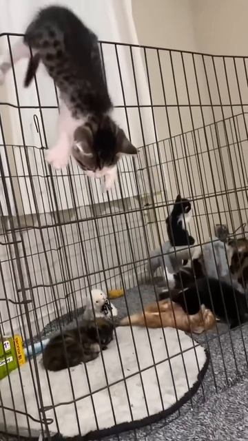 Mission Im Paw sible