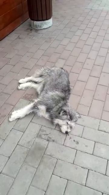 Собака и ее тяжёлая работа 😃👍#собака #топ