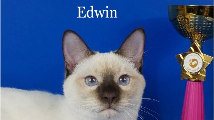 Тайский котик Edwin, шоколад-пойнт, 6 месяцев.