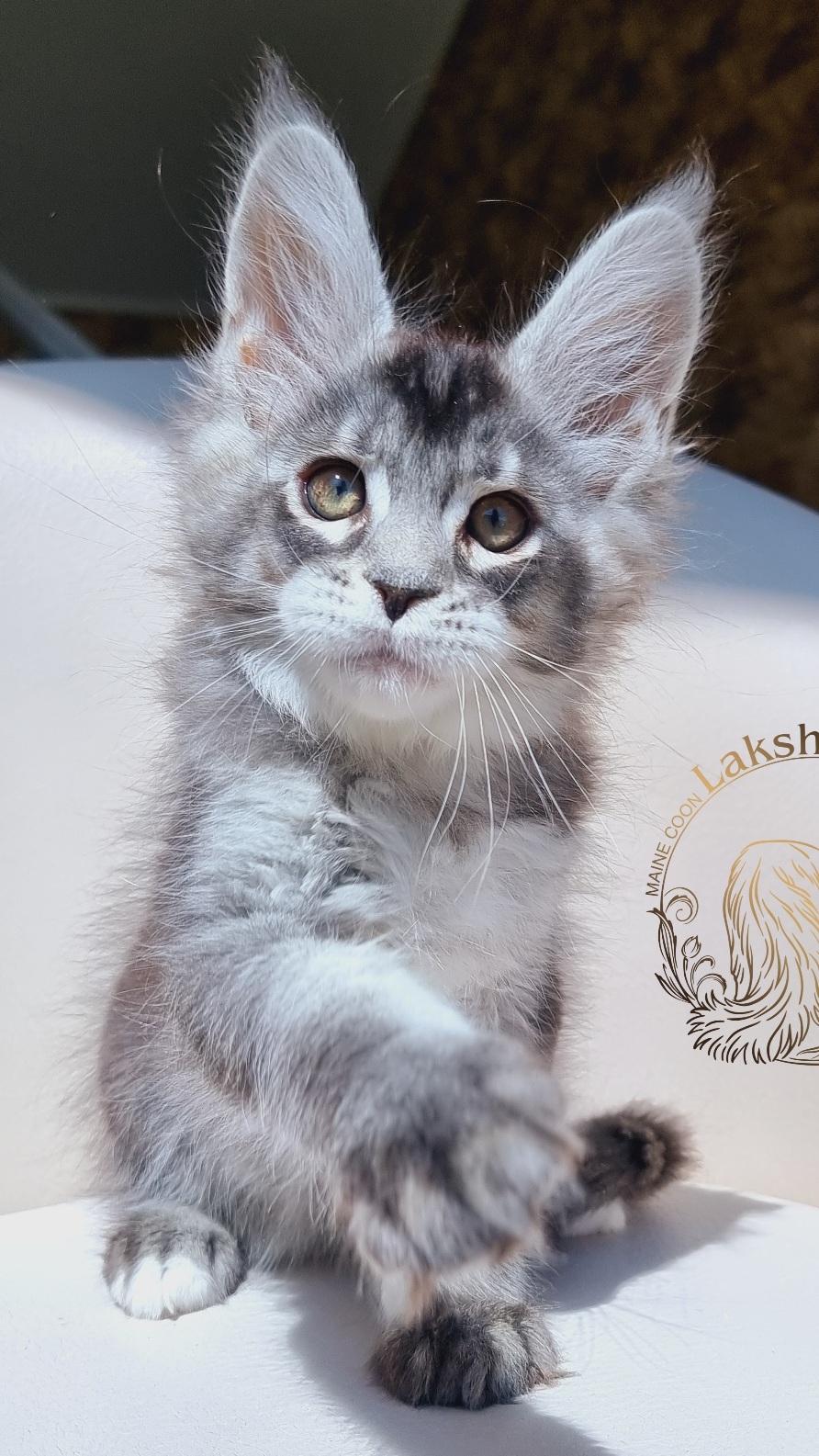 Triumph Mos Lakshesta котенок мейн кун 2 месяца 10 дней.