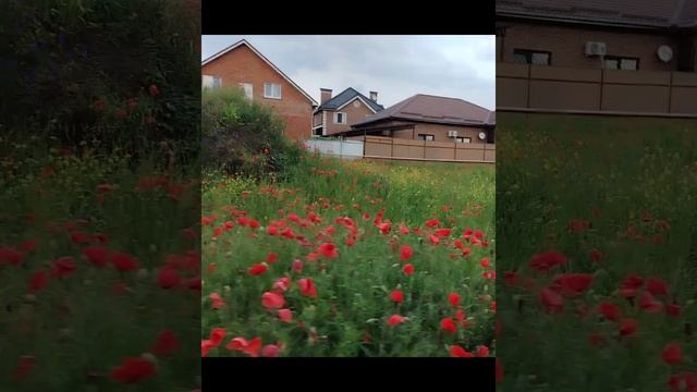 Краснодар.