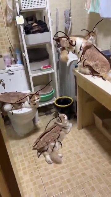 Коты
