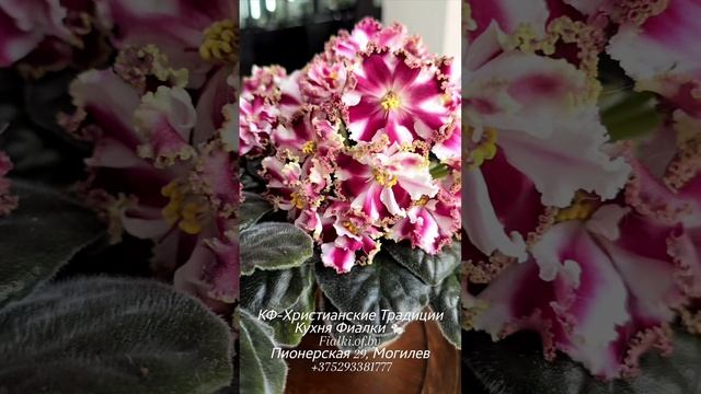 🐇❤️КФ-Христианские Традиции потрясающий  гармоничный сорт с красивыми "лицами" цветов. Стабилен изя