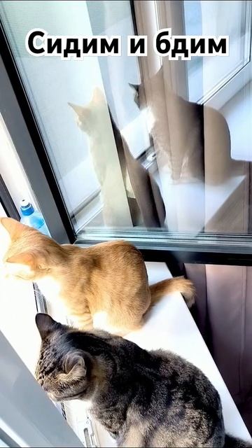 Подоконник - что может быть лучше? 😇 #котик #cat #Милота