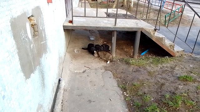Уличные кошарики дружно кушают. ^^
